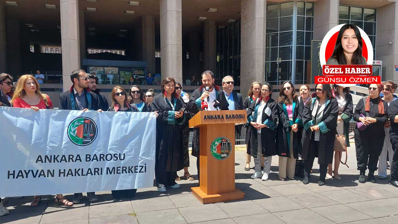 Ankara Barosu Hayvan Hakları Merkezi sahipsiz hayvanlar için çağrıda bulundu