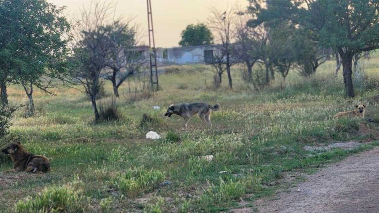 Akyurt'ta başıboş sokak köpekleri 4 koyunu telef etti!