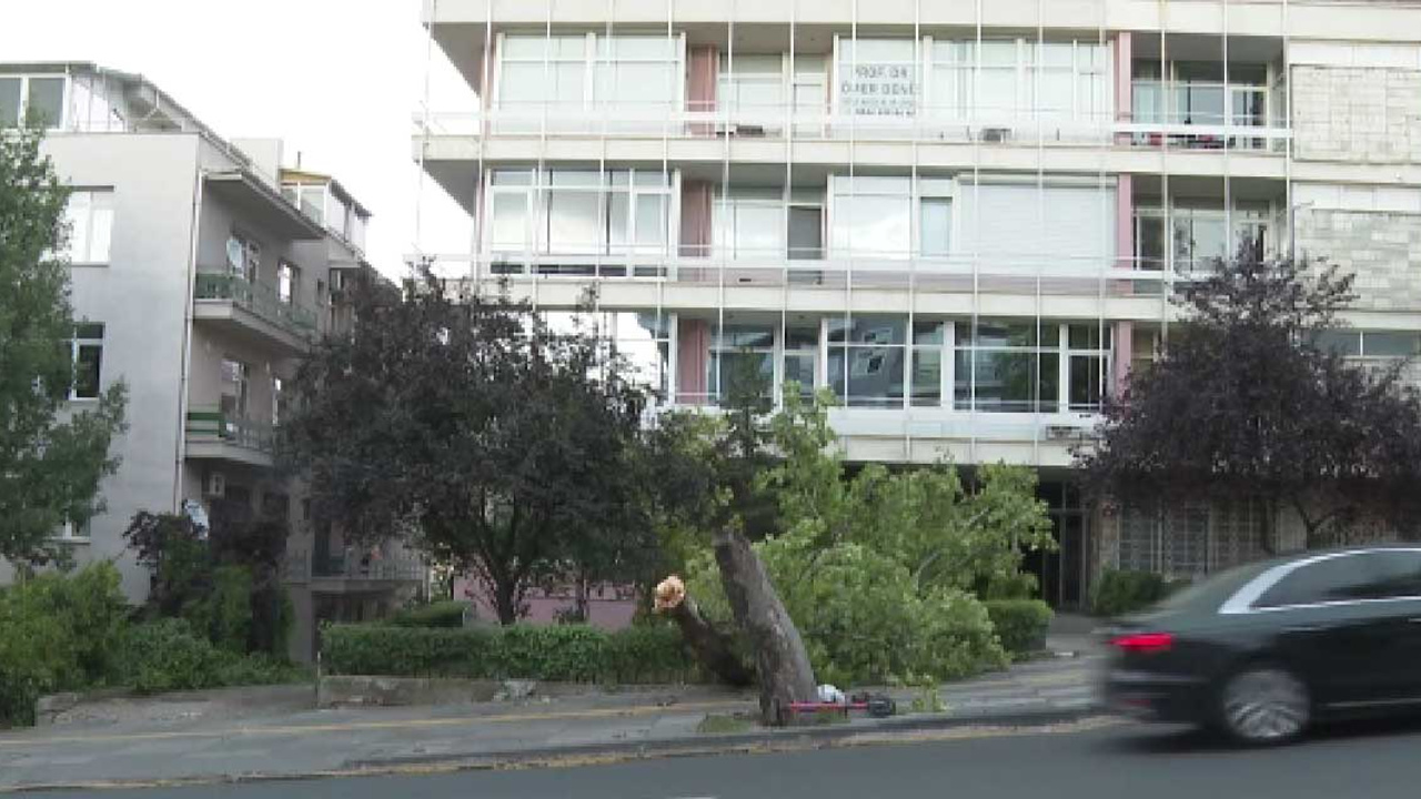 Ankara'da şiddetli yağmur sonrası ağaç devrildi
