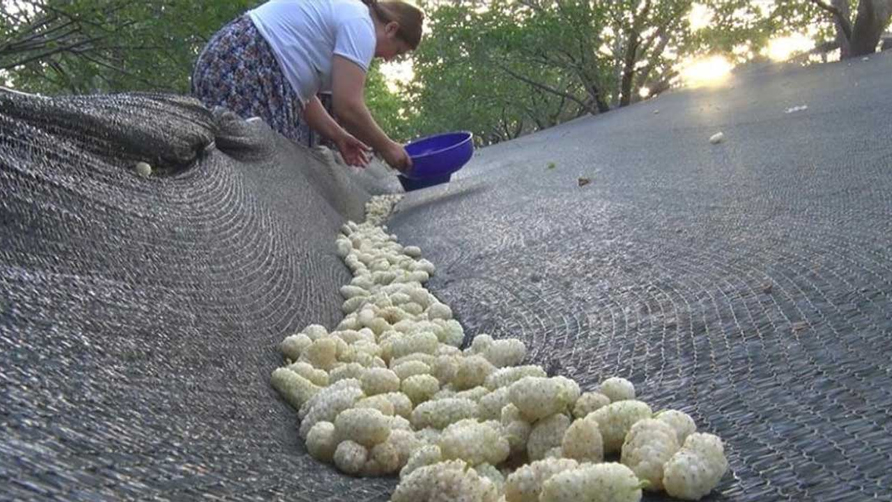 Ayaş'ta dut hasadı başladı!