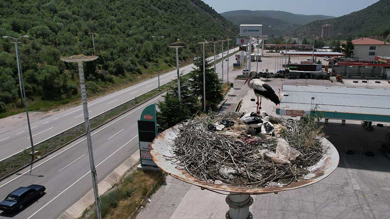 Kızılcahamam'ın ağır misafiri leylekler ilgi odağı oldu