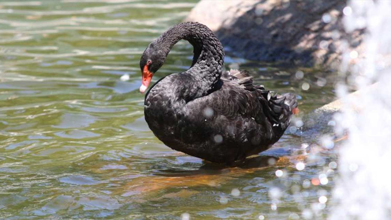 Kuğulu Park'ın yavru kuğuları artık büyüdü!