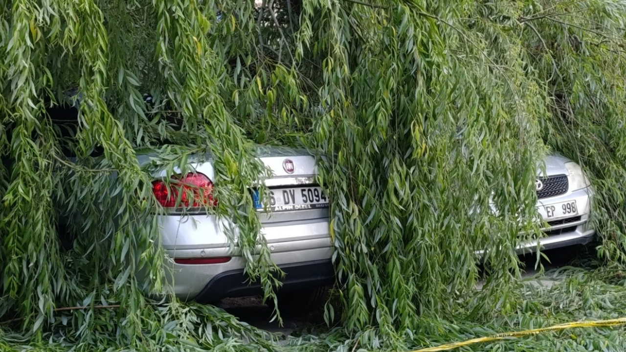 Söğüt ağacı park halindeki araçların üzerine devrildi