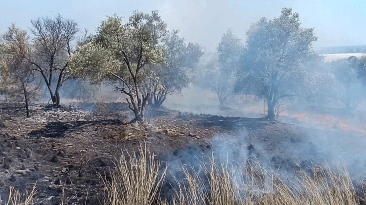 Antalya'da yangın: Zeytin ağaçları zarar gördü!