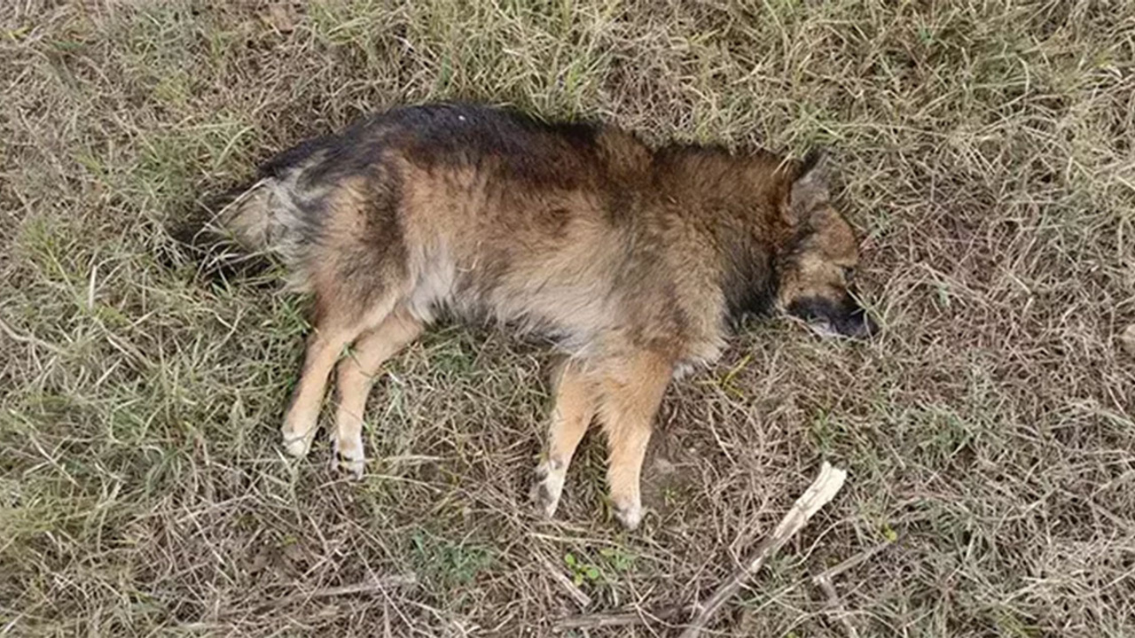 Yenimahalle'de metruk binada 15 köpek ölü bulundu!