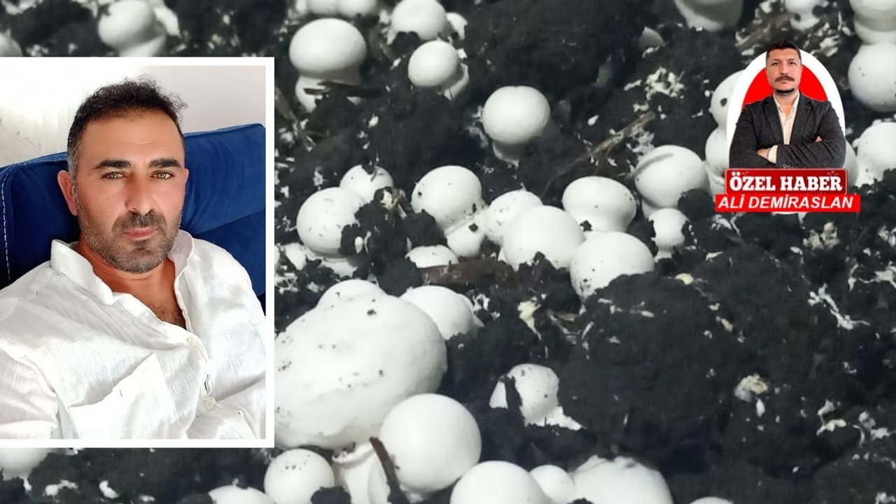 Mantar yetiştirirken bunlara dikkat!