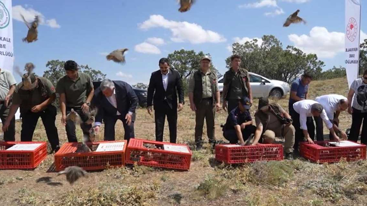 Kırıkkale'de biyolojik mücadele başladı: Çok sayıda keklik doğaya salındı!