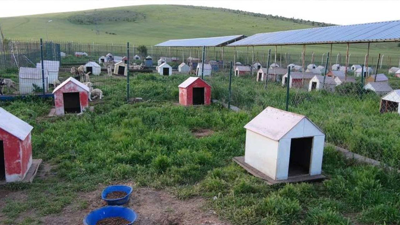 Yozgat'ta sokak hayvanları için yenilikçi proje: 'Evcil Köy'