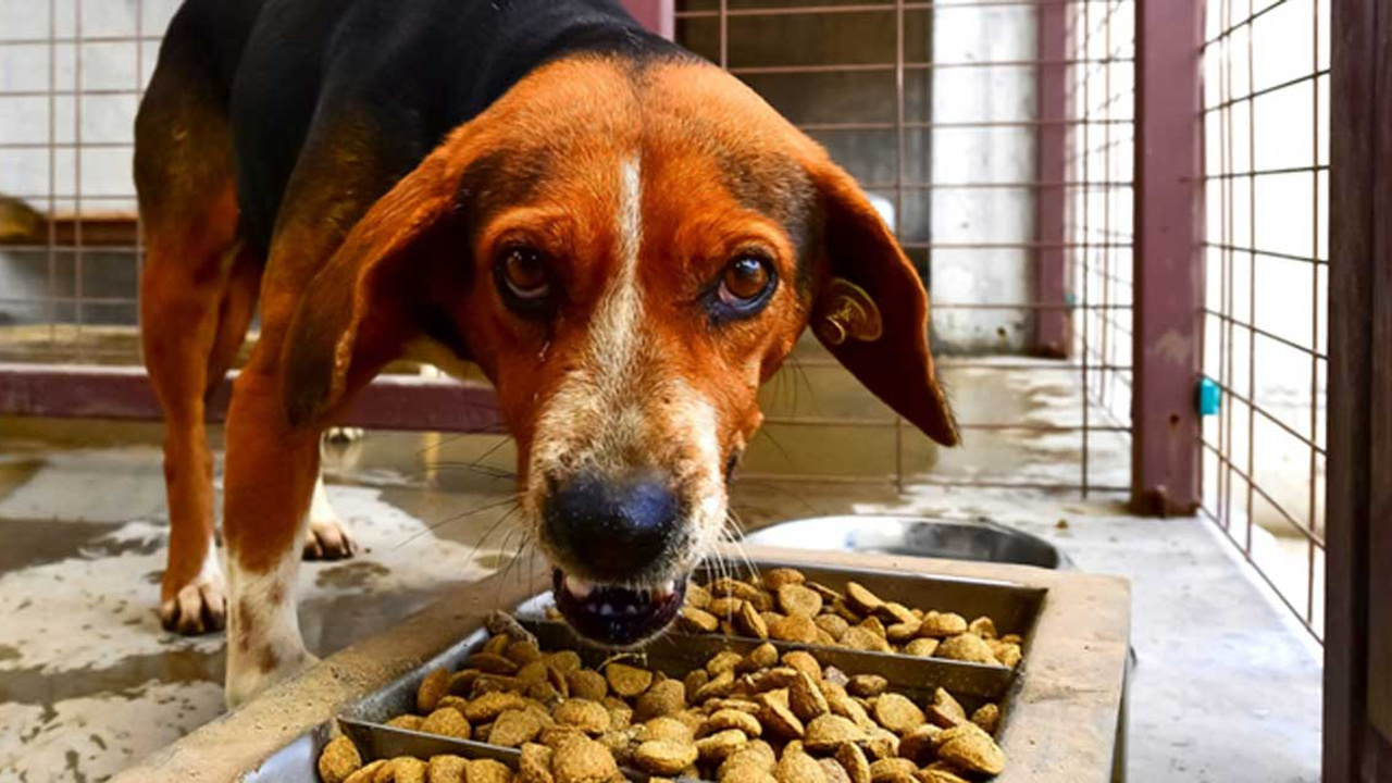 MASAK'tan dikkat çeken başıboş sokak köpeği raporu: Bağış adı altında toplanan milyonlarca lira...