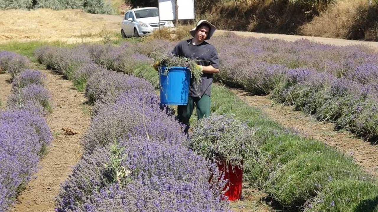 Öğretmenliği bırakıp o ürünü yetiştirmeye başladı!