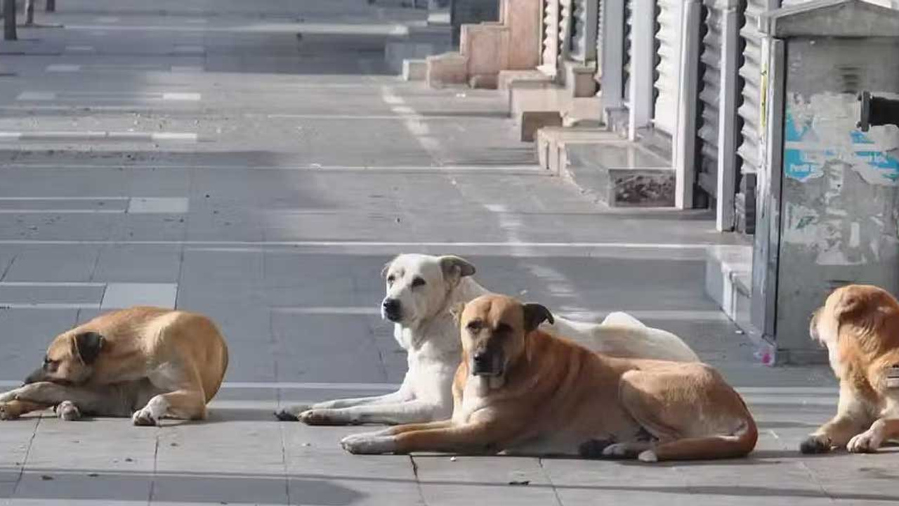 AK Partili Milletvekilinden sokak hayvanları yasa teklifine eleştiri:" Bu doğru bir şey değil"