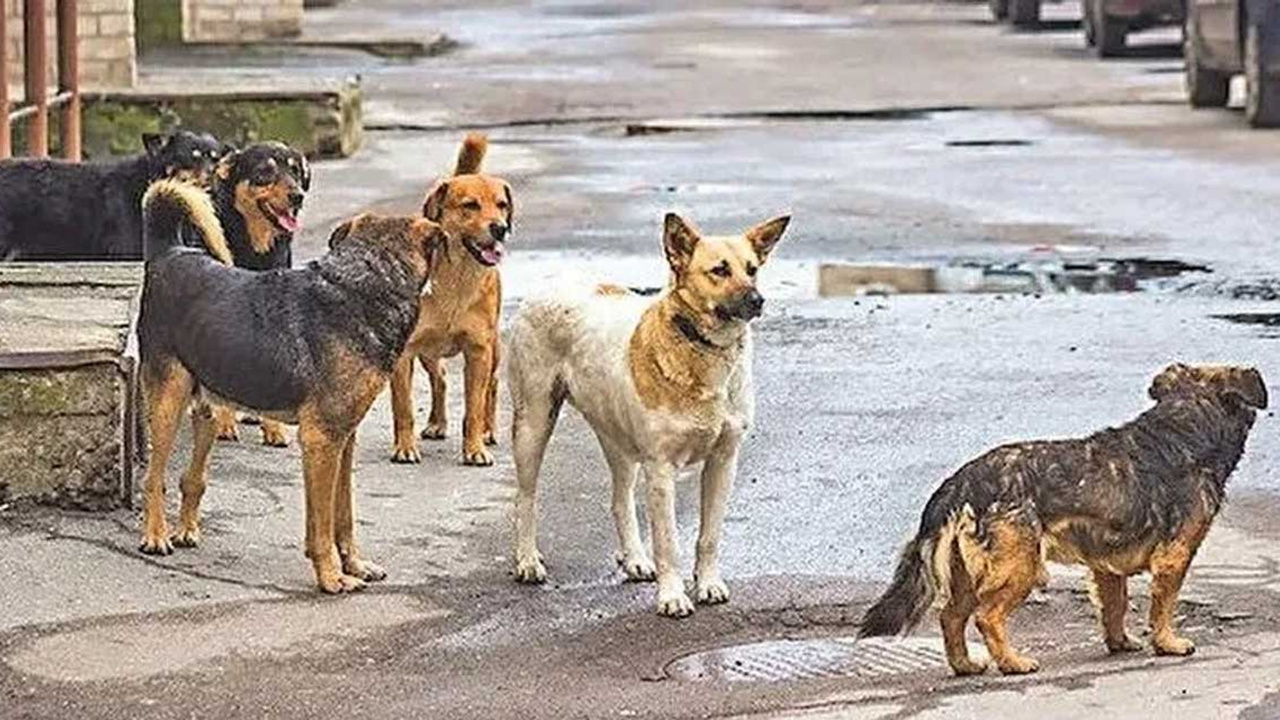 Hayvanları Koruma Kanununda değişiklik teklifi TBMM'de kabul edildi: Başıboş sokak köpekleri barınaklara alınacak