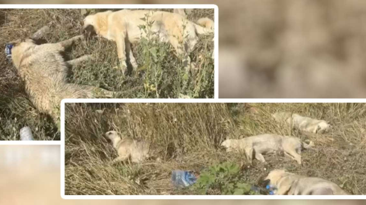 Konutkent'te 6 köpek ölü bulundu!