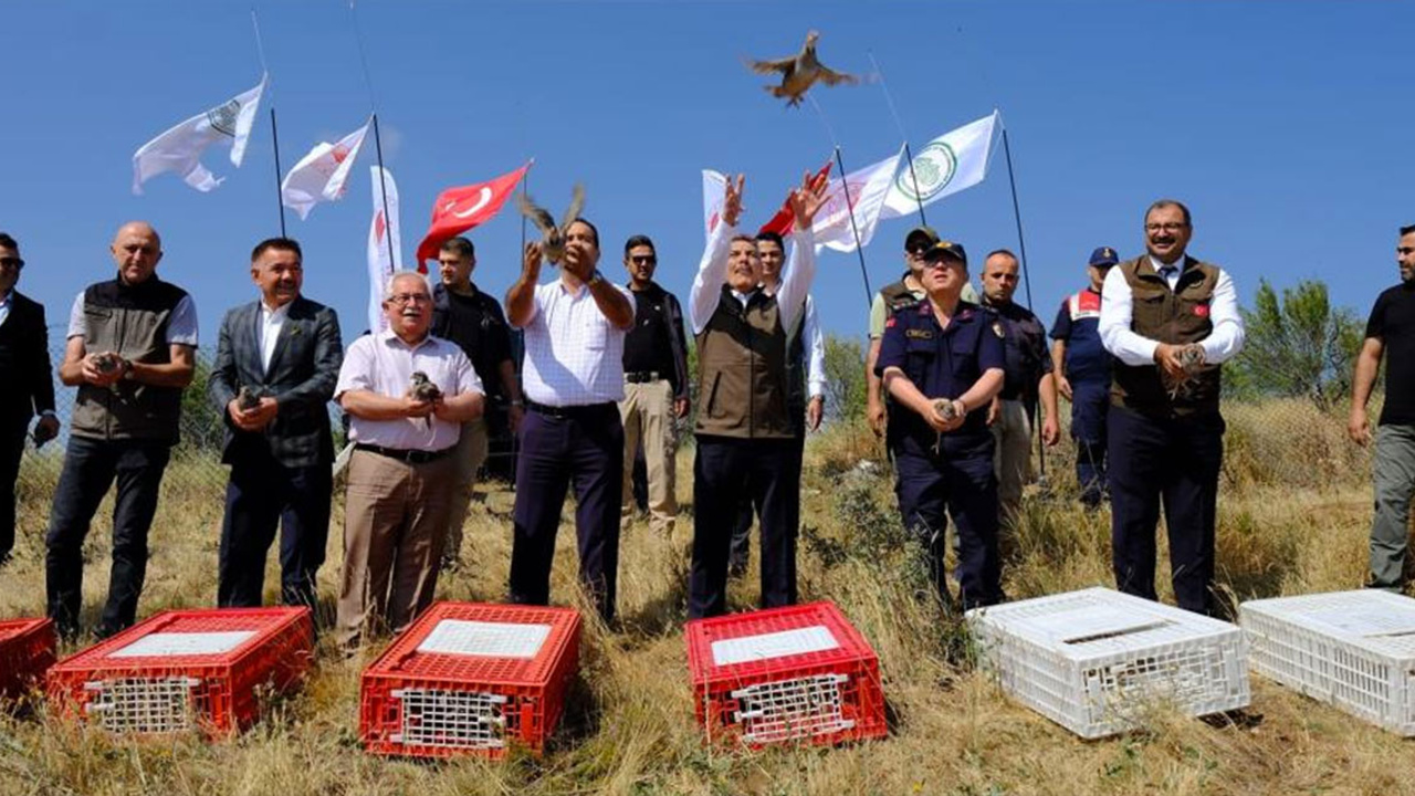 Keklik popülasyonu artıyor: 800 keklik doğaya salındı!