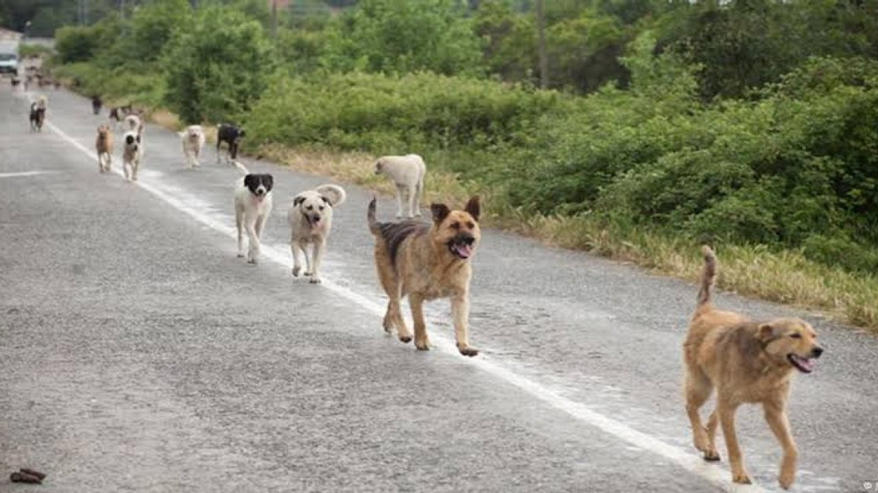 Sokak hayvanlarına ilişkin kanun teklifi 1 Ağustos'a kadar görüşülecek