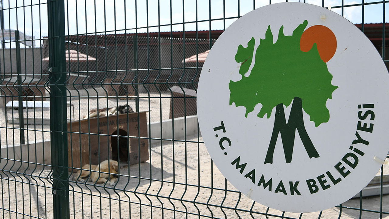 Mamak'ta 'köpekler toplatılıyor' iddialarına yanıt gecikmedi