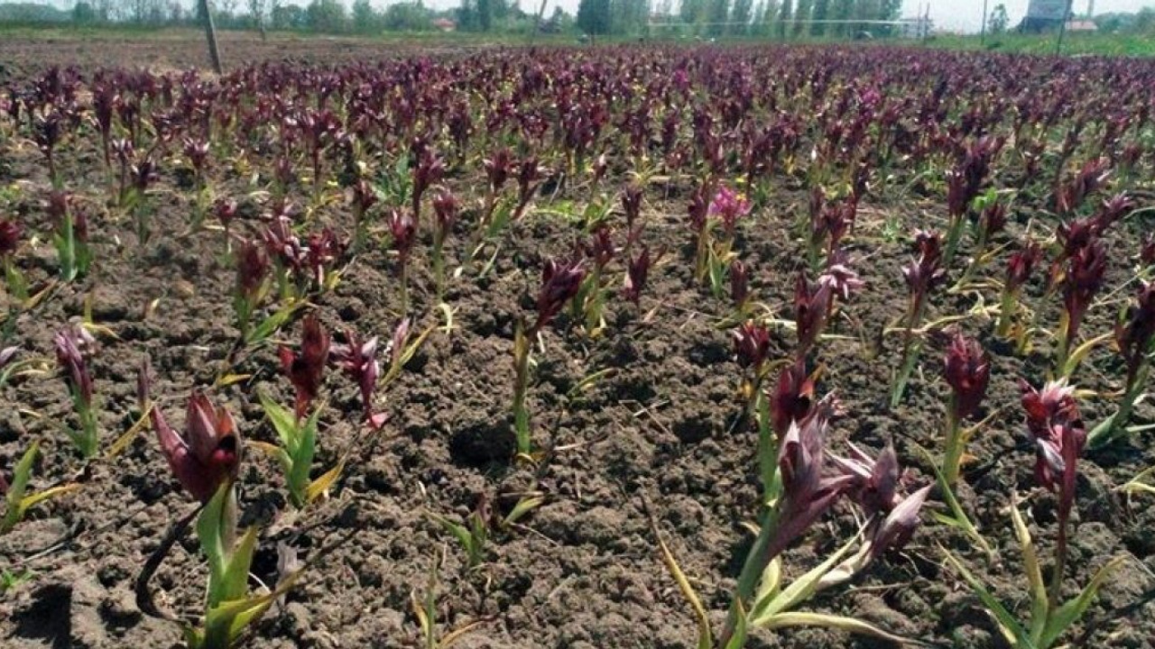 Salep eken servet kazanıyor: Kilosu 4000 lira ediyor