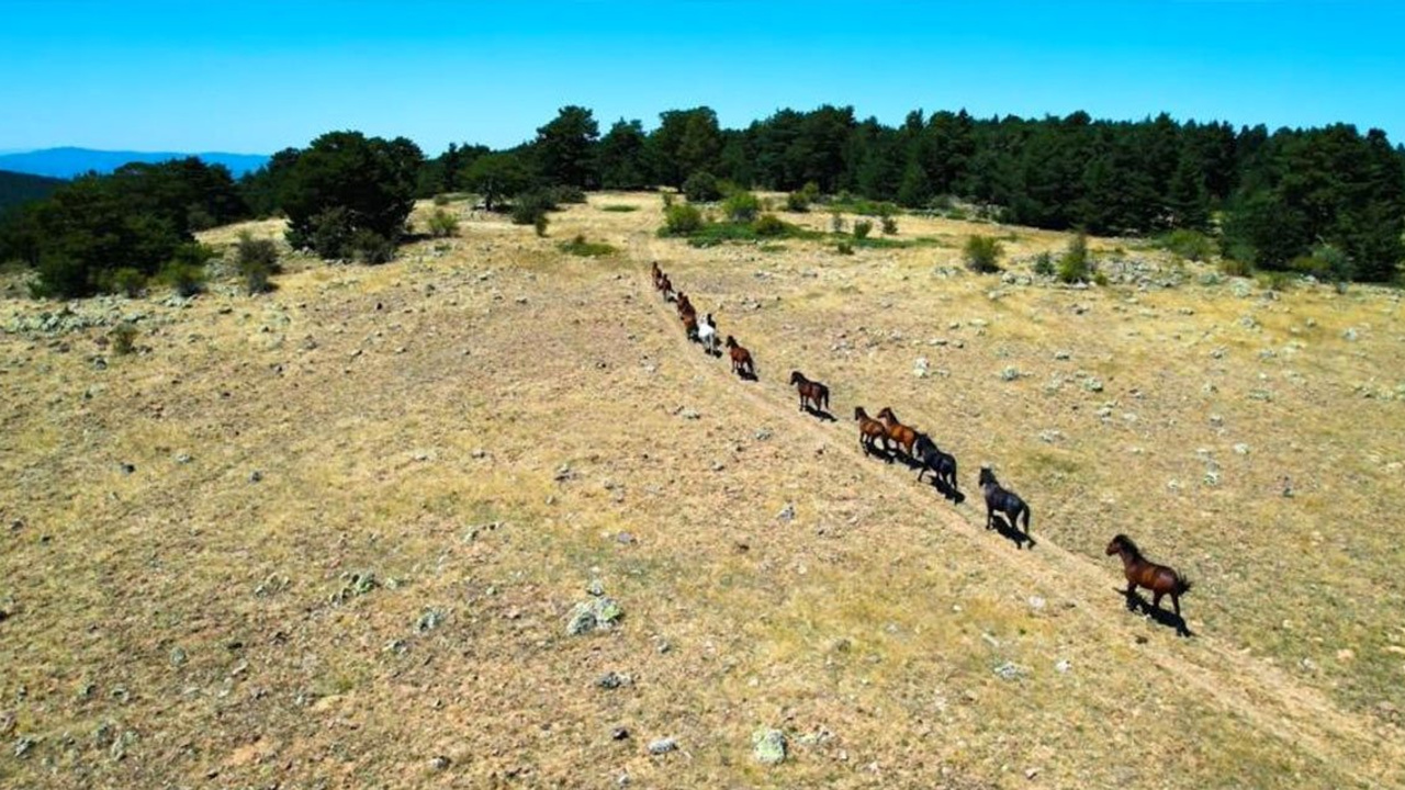 Özgür ruhun simgesi yılkı atları görenleri hayran bıraktı!