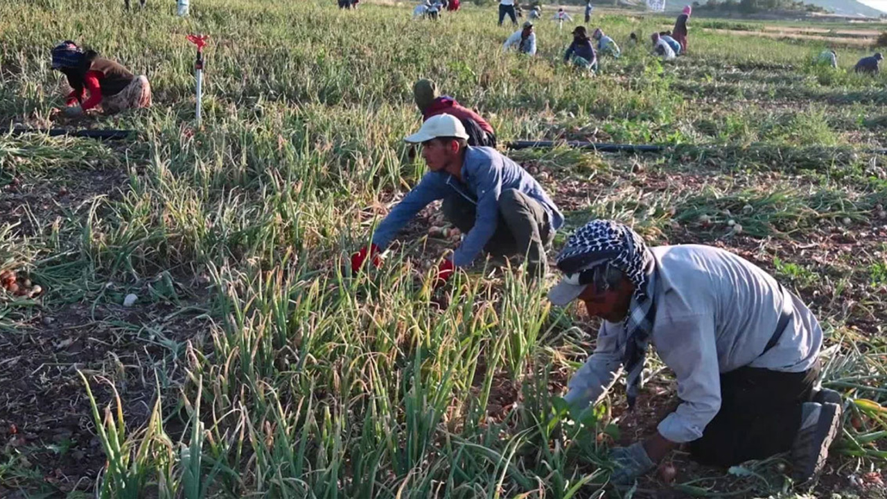 Yozgat'ta o ürünün hasadı başladı: Tarlada 4 TL'den alıcı bulamıyor!