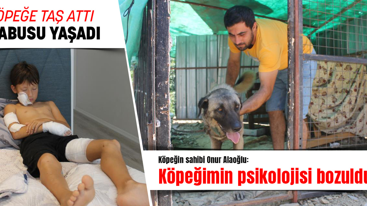 Köpeğe taş attı, kabusu yaşadı