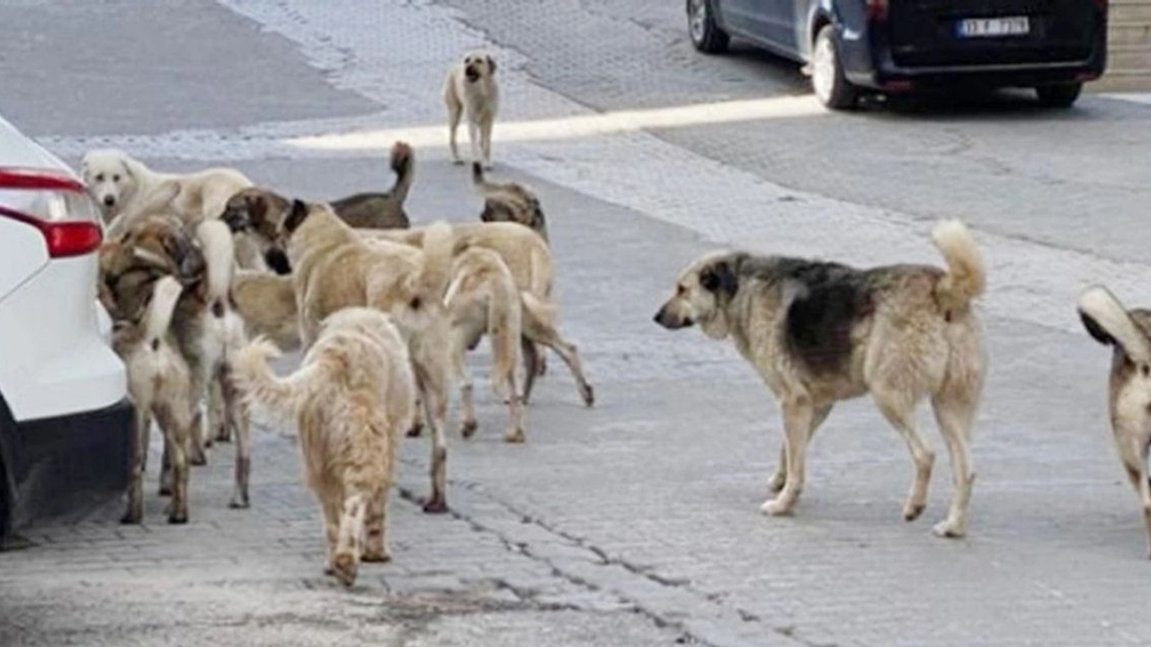 İddialar yalanlandı: Sokak köpeği provokasyonları başladı!