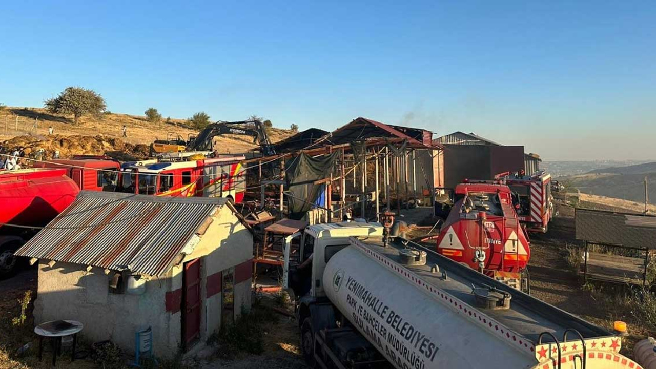 Yenimahalle'de çıkan yangında bilanço büyük: 26 büyükbaş hayvan telef oldu