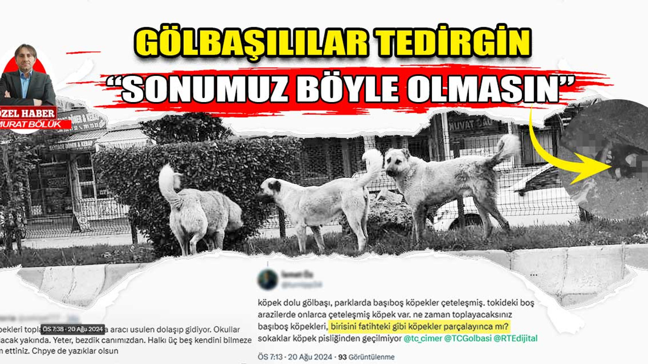 Ankara Gölbaşılıların sokak köpekleriyle başı dertte: "Sonumuz Ayhan Özçelik gibi olmasın!"