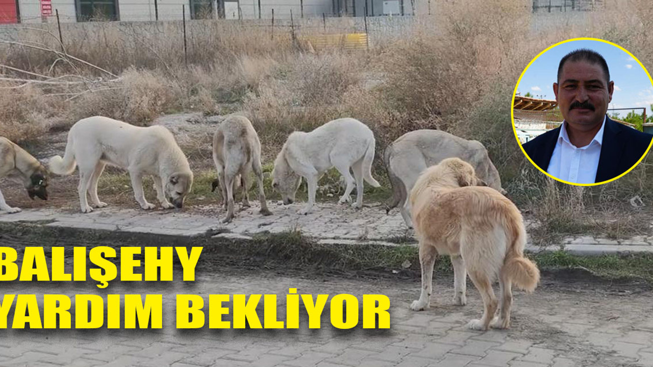 Balışeyh, başıboş köpek sorunu çözümü için yardım bekliyor