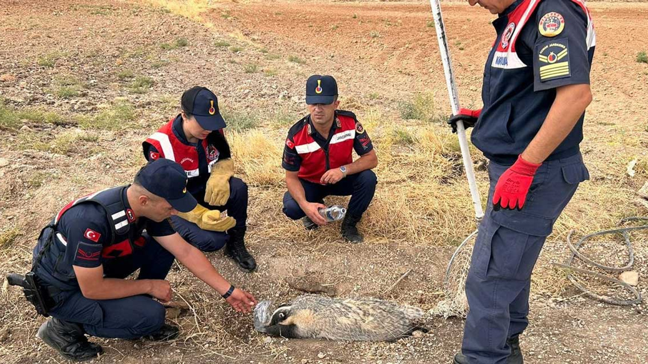 Kırıkkale'de yaralı halde bulunan bal porsuğu şaşkınlık yarattı