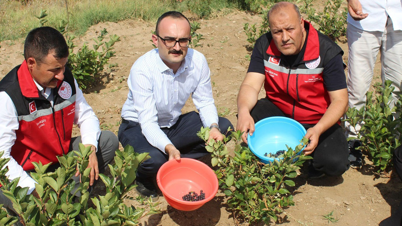 Yozgat'ta "Süper Meyve" ilgi görüyor