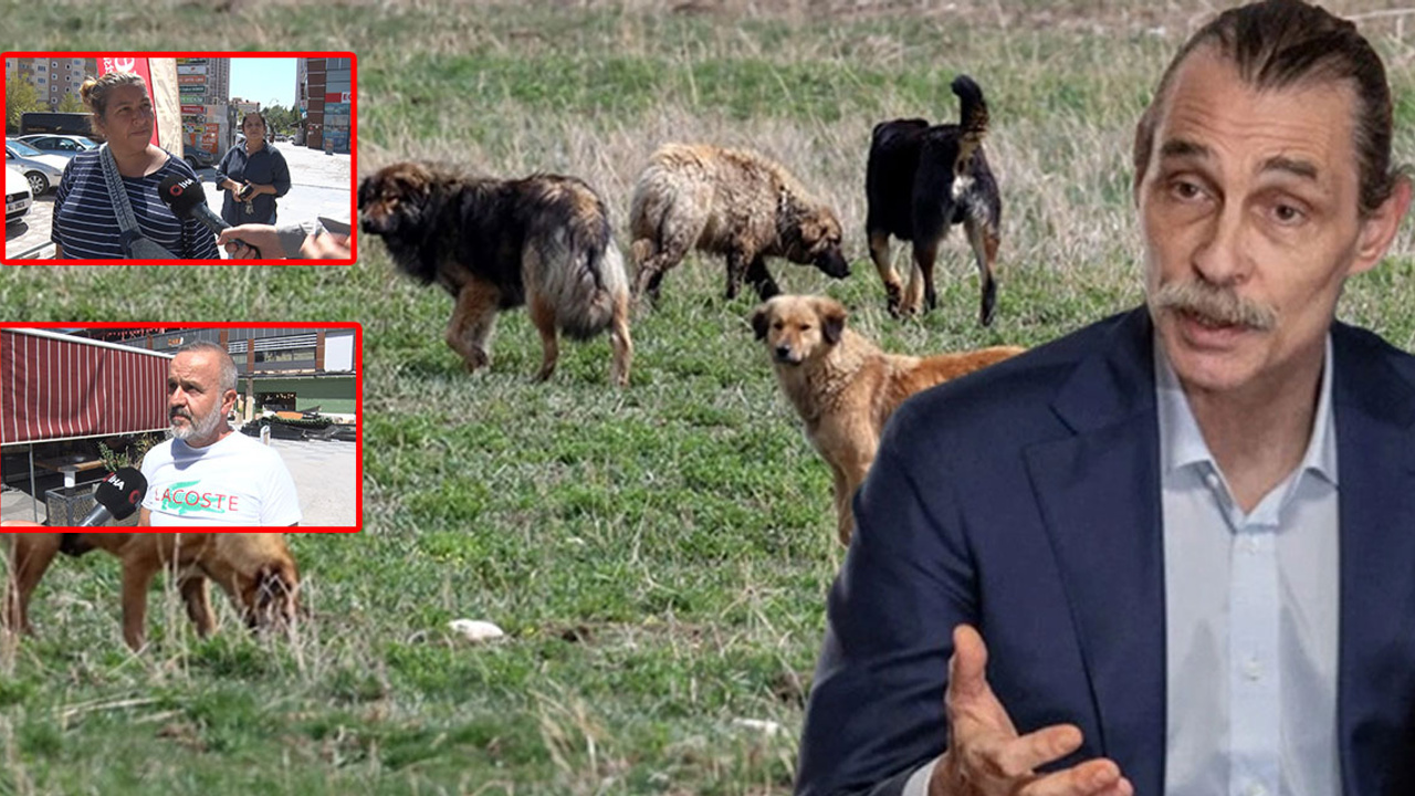 Etimesgut’ta sahipsiz köpek tepkisi: “Tedavi edilip geri bırakılmasın”