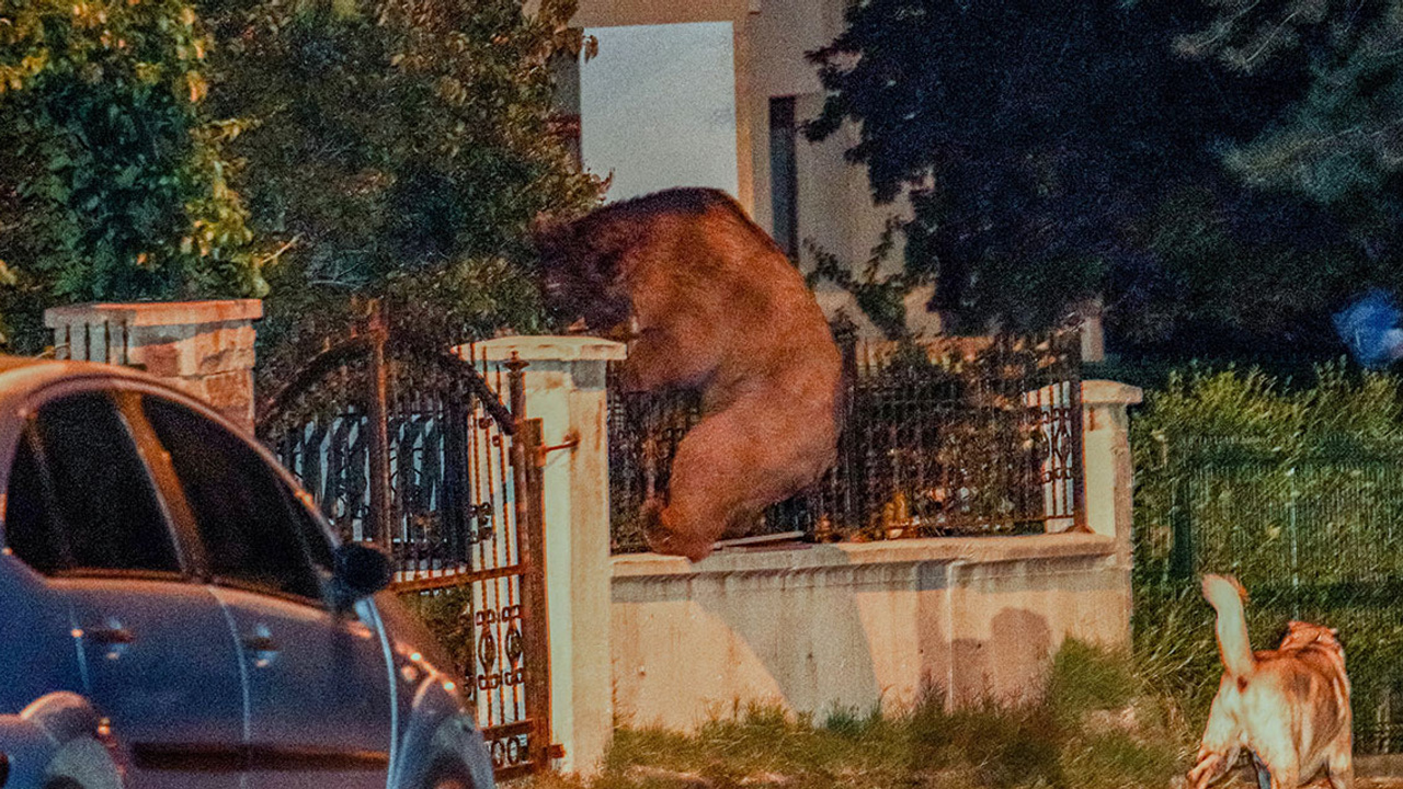 Kızılcahamam’da aç kalan ayı şehre indi