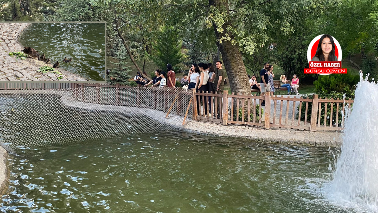 Yeni doğan kuğulara Başkentlilerden yoğun ilgi