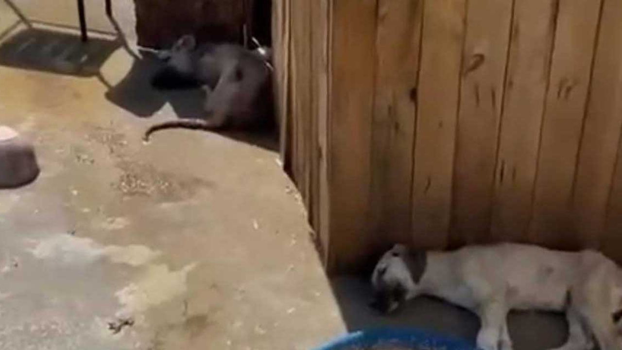 Kadıköy'de hayvan katliamı 15'ten fazla kedi 1 köpek öldürüldü: Kadıköy Belediye Başkanı Mesut Kösedağı açıklama yaptı