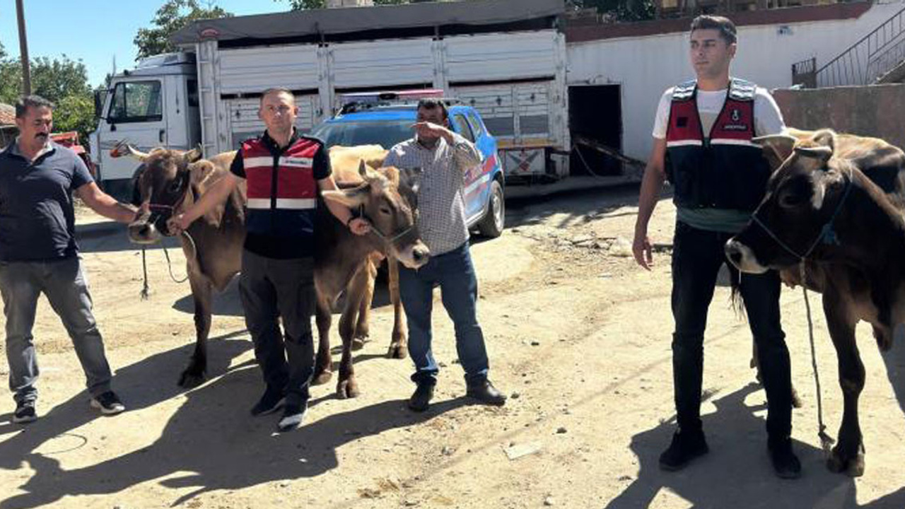 Ankara'da çalınan 4 büyükbaş hayvan Aksaray'da bulundu!