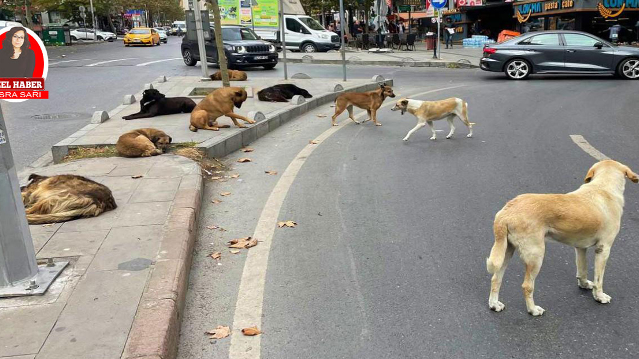 Ankara’da ne oldu da sahipsiz köpekler gündemden düştü?