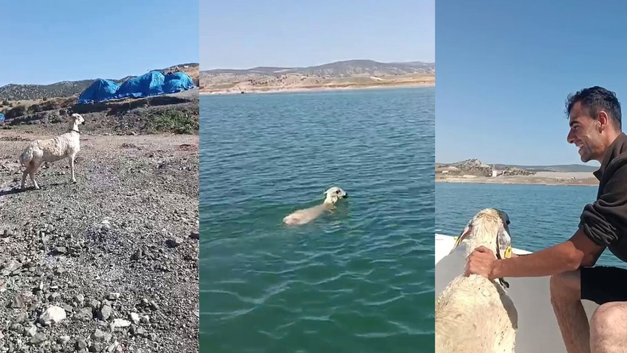 Yozgat'ta sokak köpeklerinden kaçan koyun baraja düştü