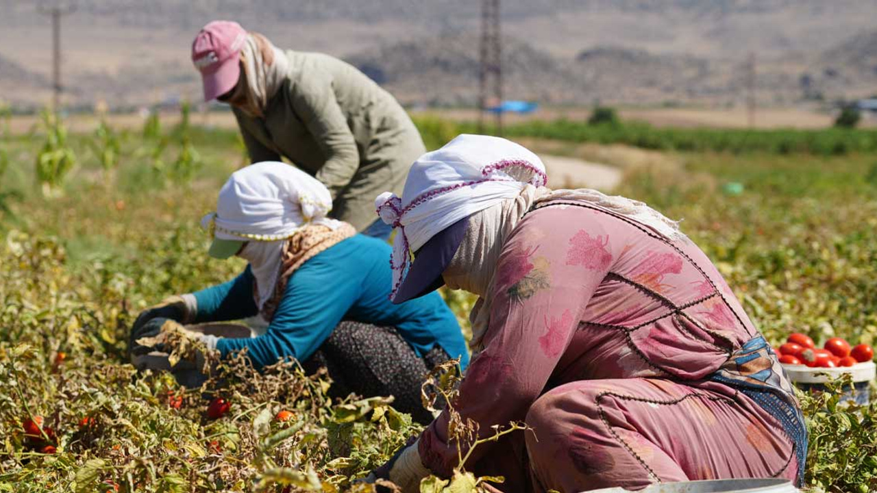 Kırıkkale'de hasat başladı ancak çiftçi kuraklık ve verimsizlik sebebiyle dertli