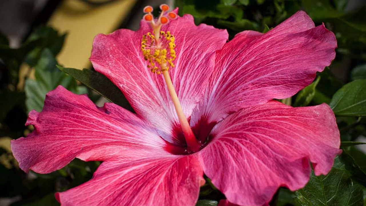 Doğal şifa kaynağı Hibiskus bitkisinin faydaları nelerdir? Nasıl tüketilir?