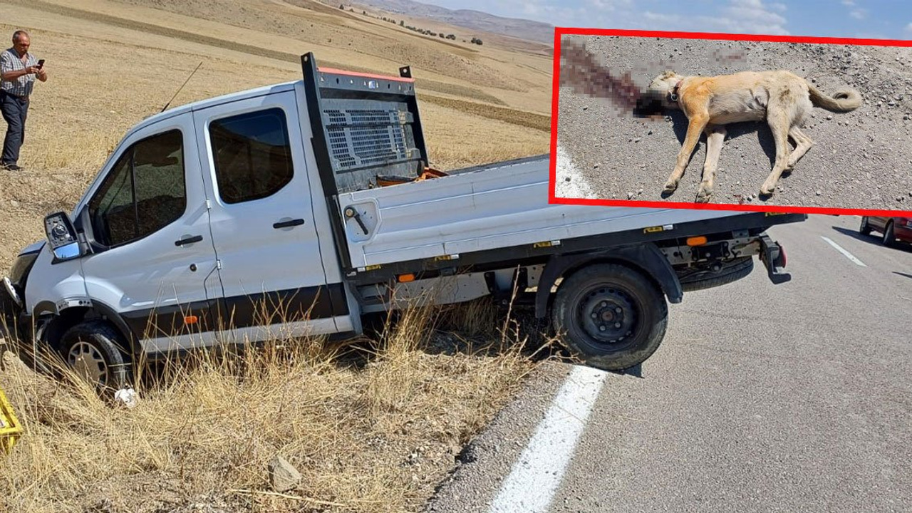 Ankara'da köpek kavgası: 1'i çocuk 7 kişi yaralandı