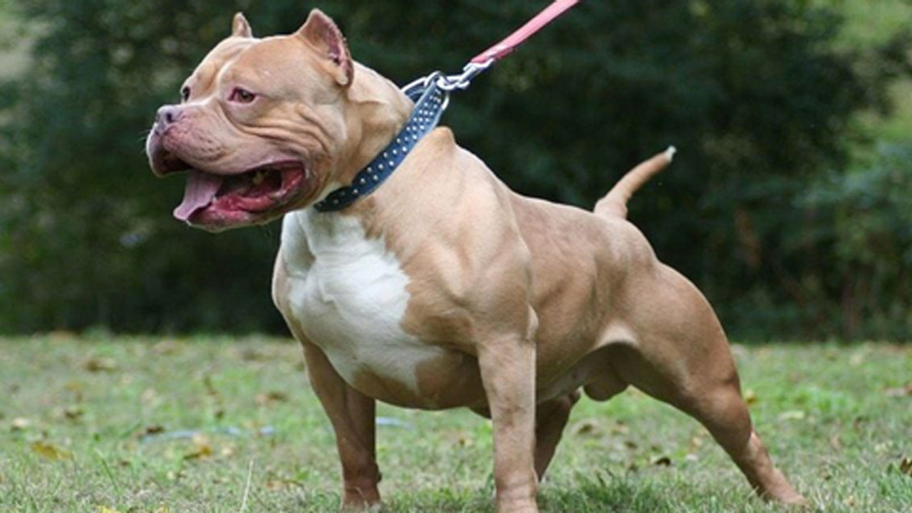 Pitbull dehşeti! Köpek genç adamı bacağından ısırdı!