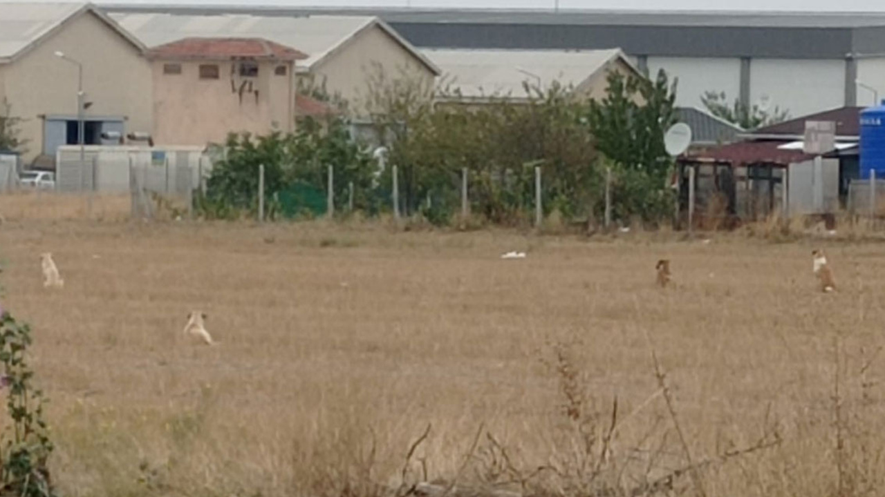 Gölbaşı'na sahipsiz köpekleri kim bırakıyor? Mahalle sakinleri yetkililerden çözüm bekliyor!