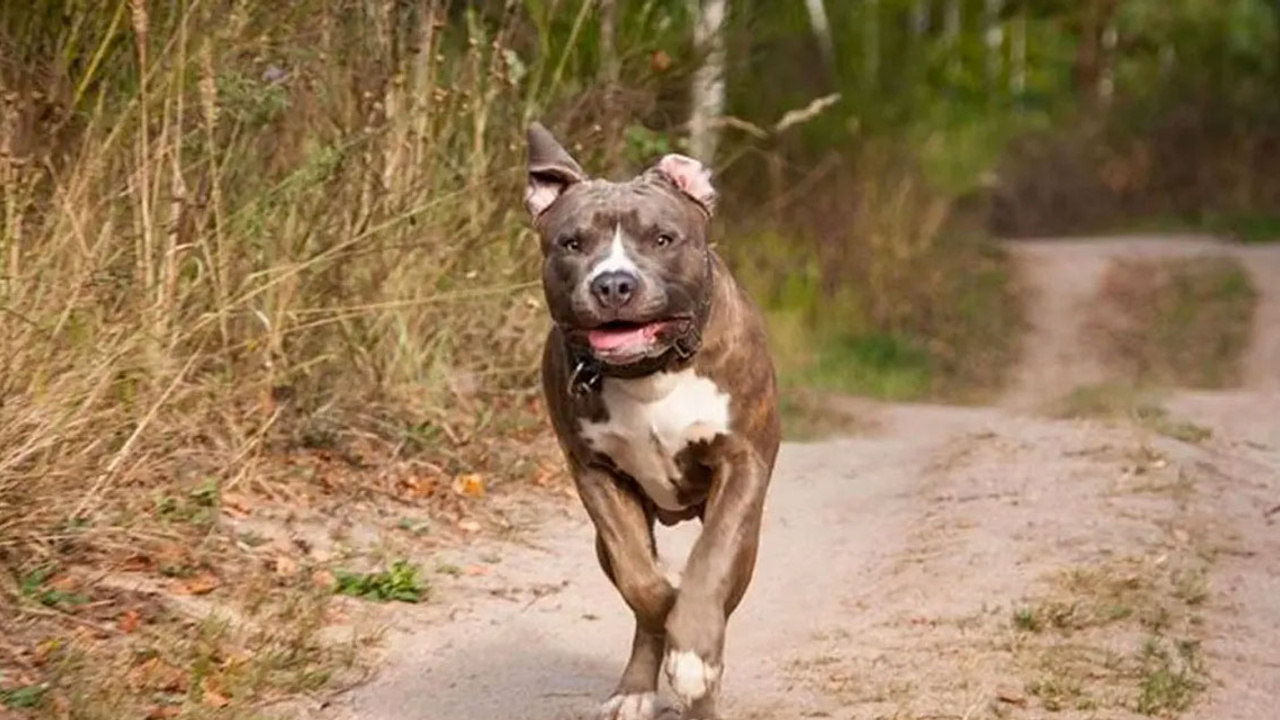 Pitbull dehşeti! Pitbull sahipli köpeğe saldırdı! Çevredeki vatandaşlar zor ayırdı!