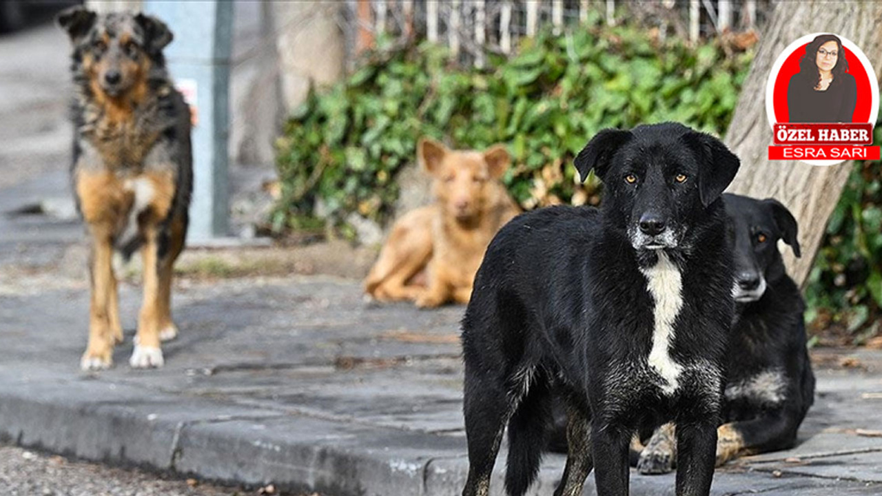 Dünya için halen küresel bir tehdit: Kuduz!