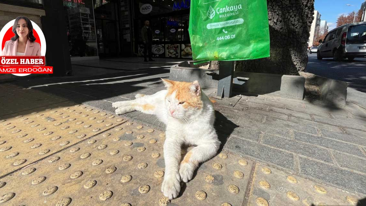 Tunalı Hilmi Caddesi’nin asabi kedisi Efe