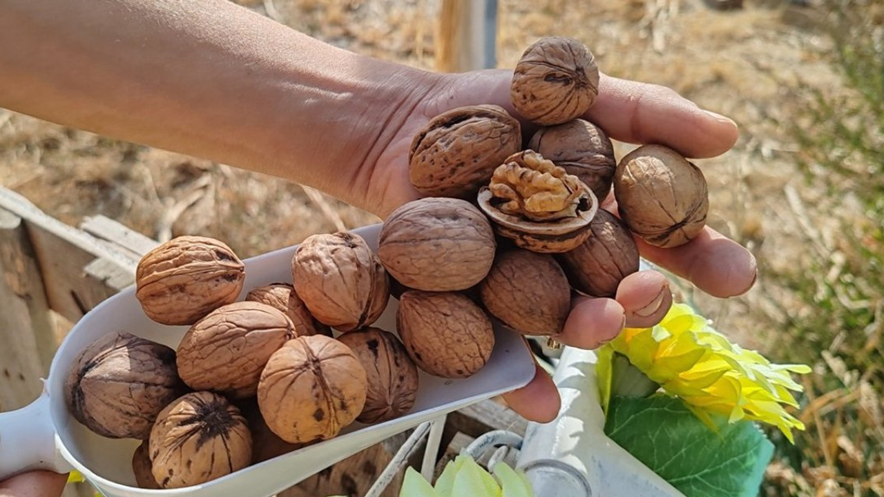 Unutkanlığı azaltan ve tok tutan mucizevi besin: Ceviz