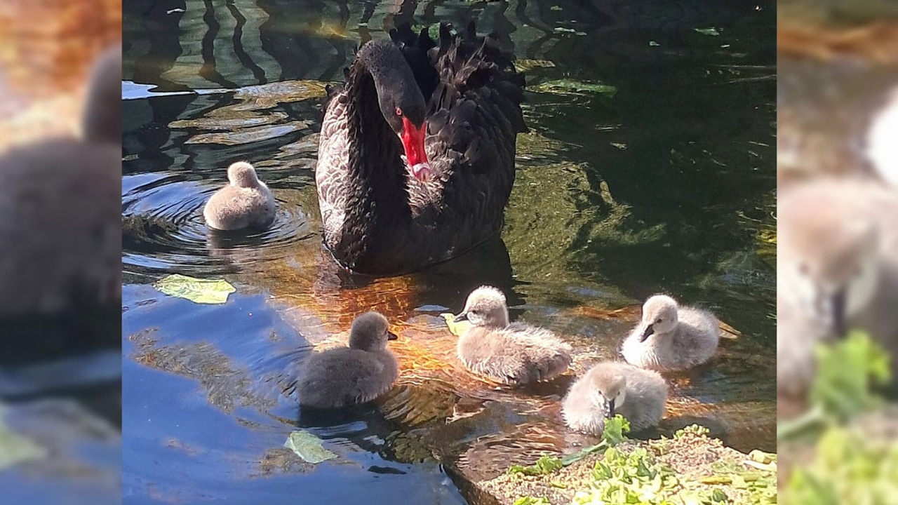 Kuğulu Park'ın mutlu günü: 5 yeni kuğu dünyaya geldi