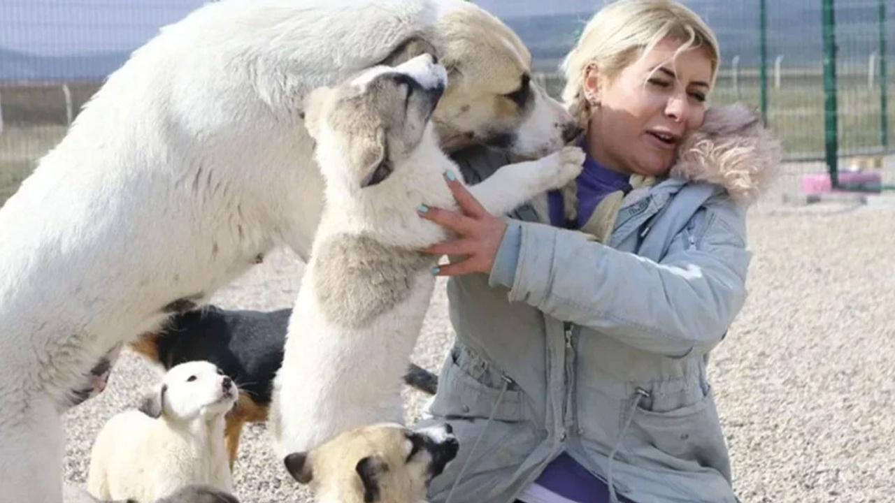 Şanlıurfa’dan Ankara’ya kuduz iddiasıyla taşınan köpeklerin davası devam ediyor