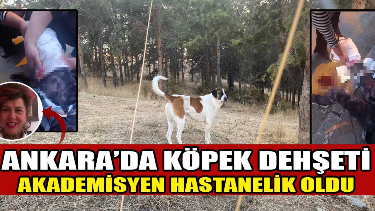 Ankara'da akademisyene sokak köpekleri saldırdı: Çankaya'da 9 köpeğin saldırısına uğrayan kadın hastaneye kaldırıldı