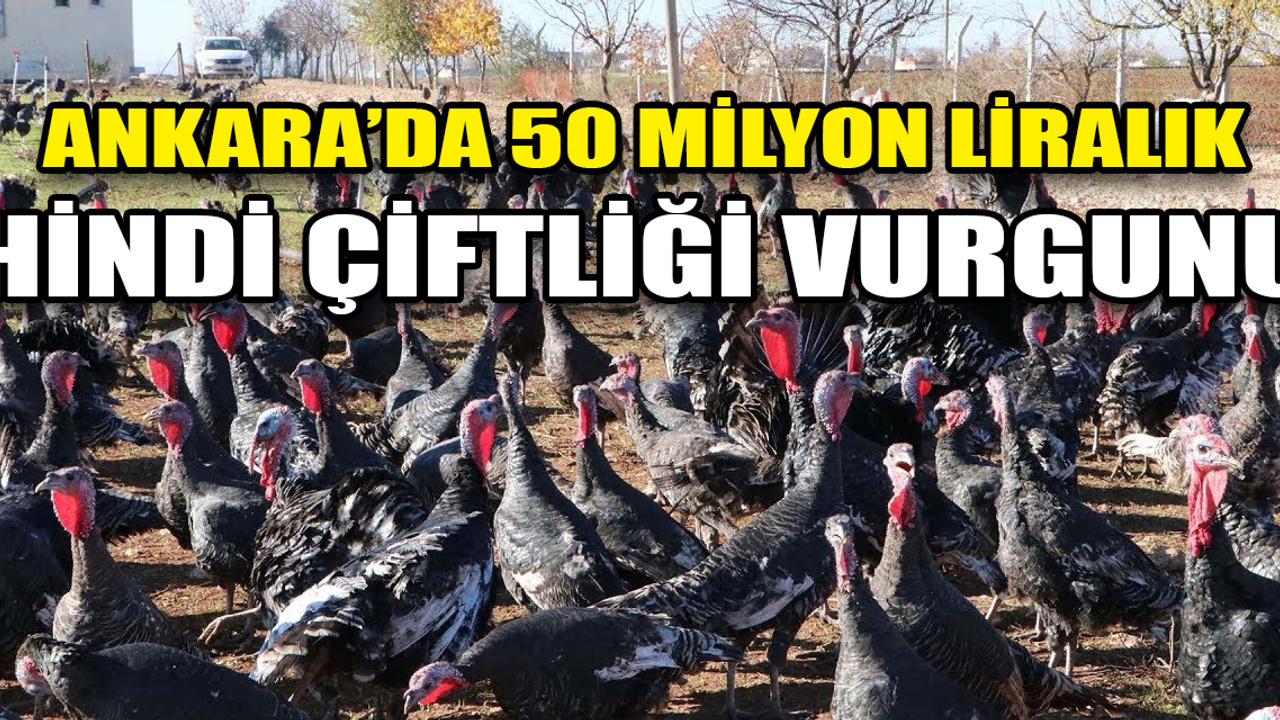 Ankara’da 50 milyon liralık 'hindi çiftliği' dolandırıcılığı